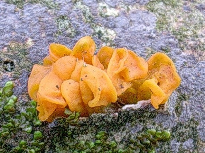 988 Aprile vecchio ritrovamento